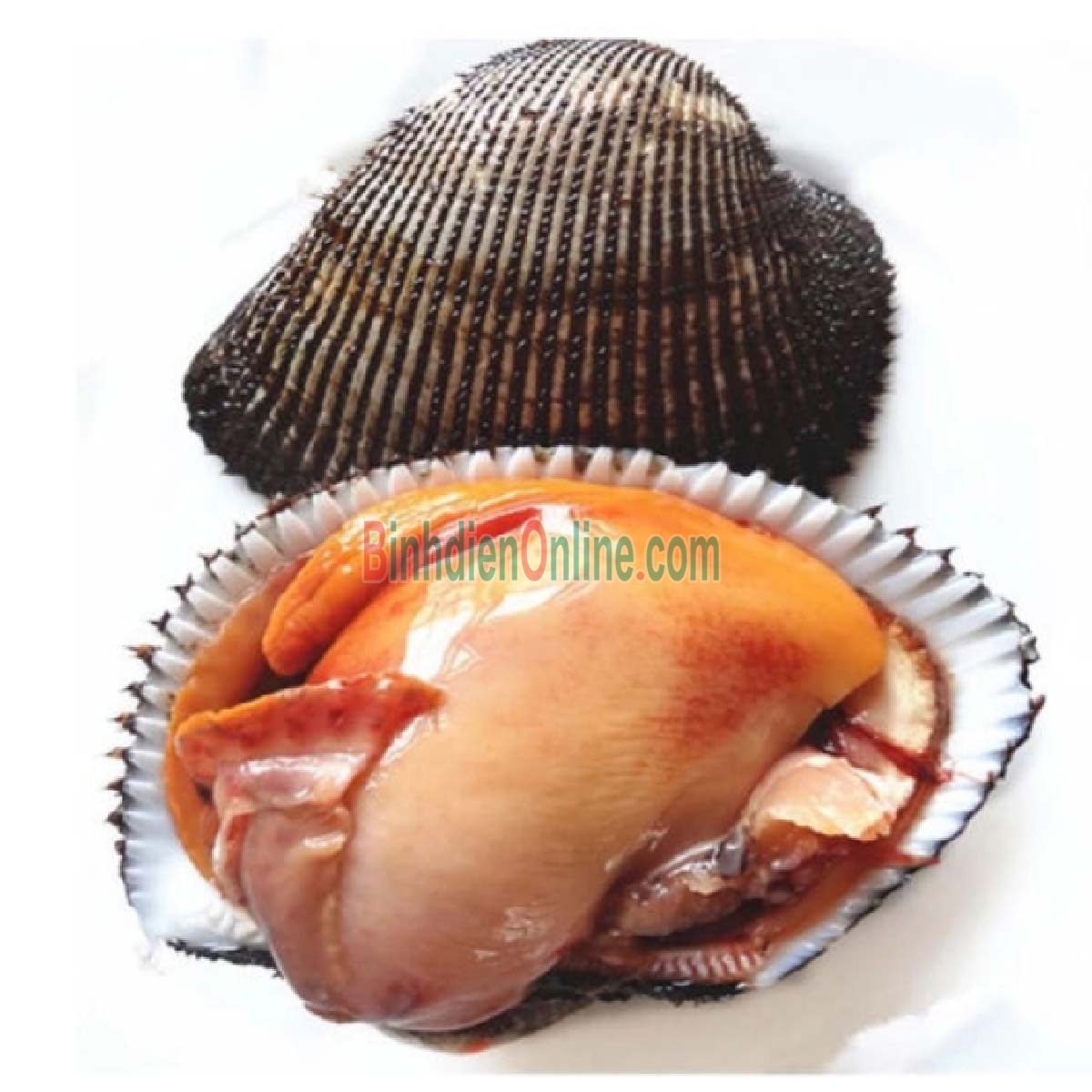 Sò lông nguyên con sống loại lớn, nuôi an toàn